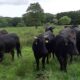Welshblack vom Holmkamp