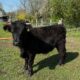 2 deckfähige Welshblack Färsen, behorn, Herdbuch